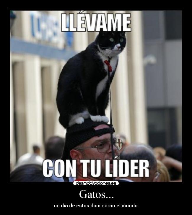 Gatos... - un día de estos dominarán el mundo.
