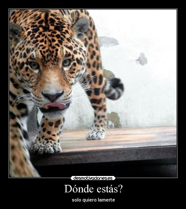 Dónde estás? - solo quiero lamerte