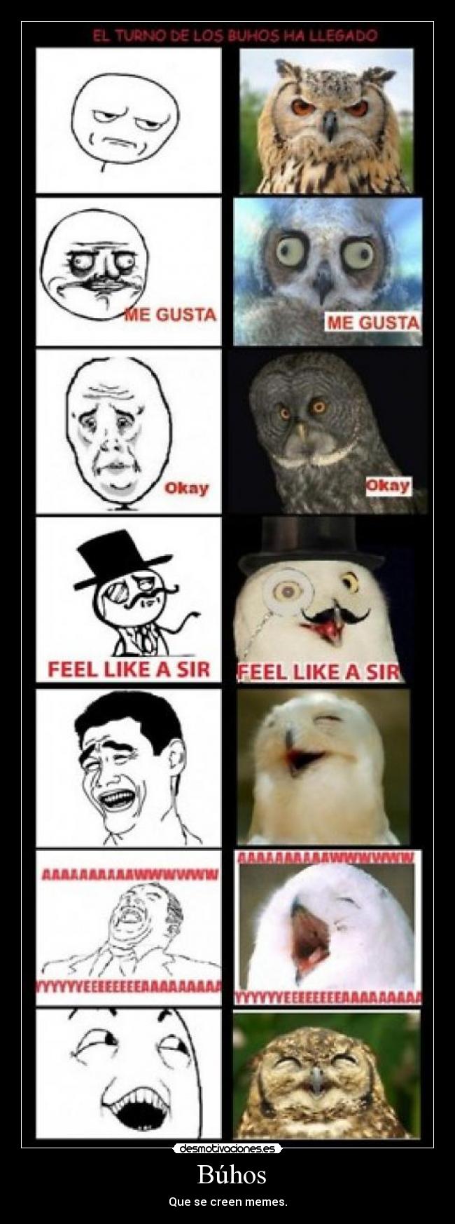 Búhos - Que se creen memes.