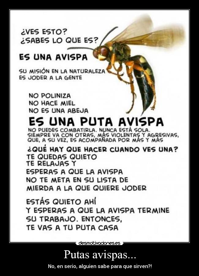 carteles putas avispas serio desmotivaciones