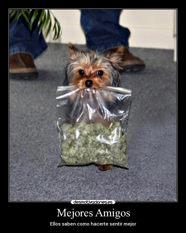 Mejores Amigos - Ellos saben como hacerte sentir mejor