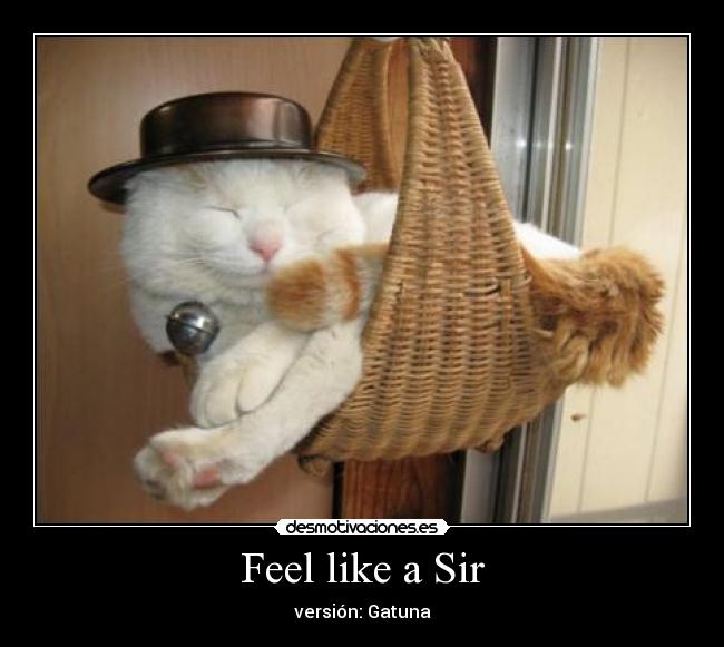 Feel like a Sir - versión: Gatuna