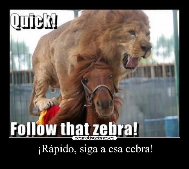 ¡Rápido, siga a esa cebra! - 
