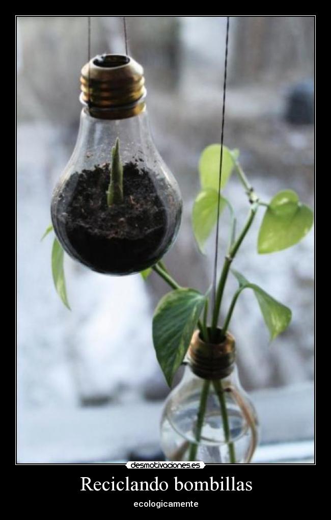 Reciclando bombillas -