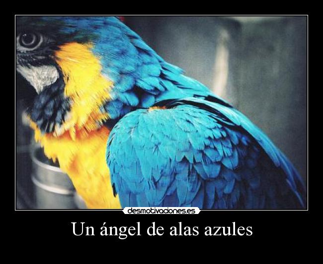 carteles guacamayo desmotivaciones