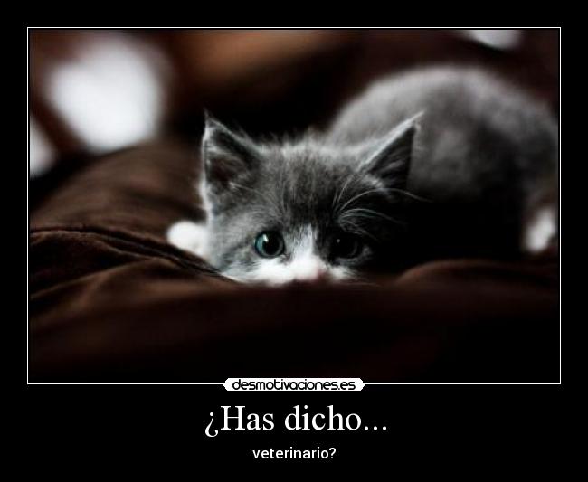 ¿Has dicho... - veterinario?