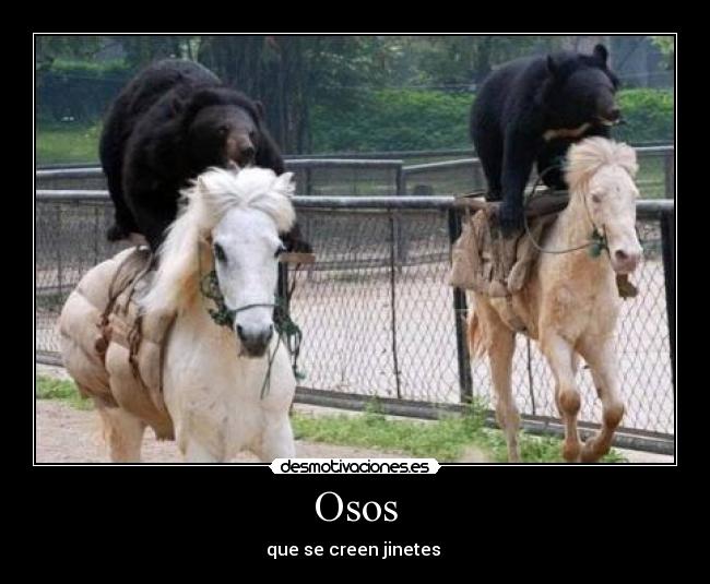 Osos - 