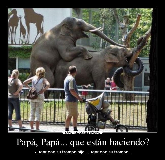 Papá, Papá... que están haciendo? - - Jugar con su trompa hijo... jugar con su trompa... 