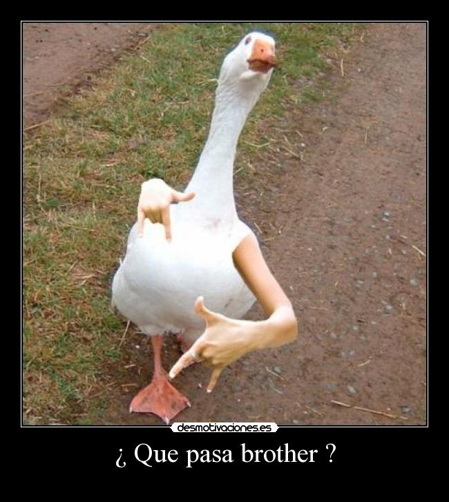 ¿ Que pasa brother ? - 