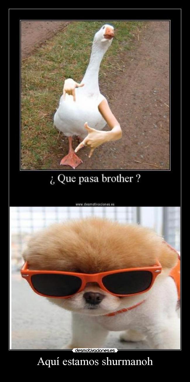 Aquí estamos shurmanoh -