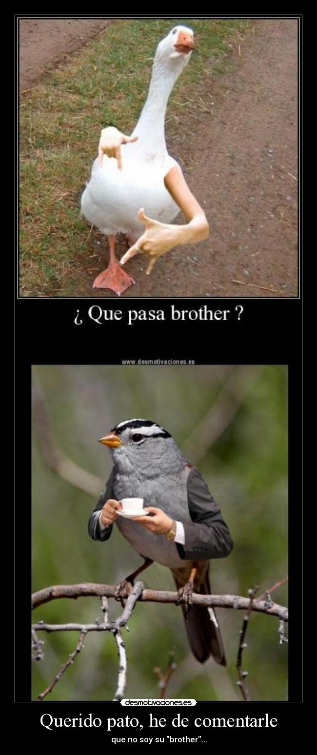 Querido pato, he de comentarle - que no soy su brother...