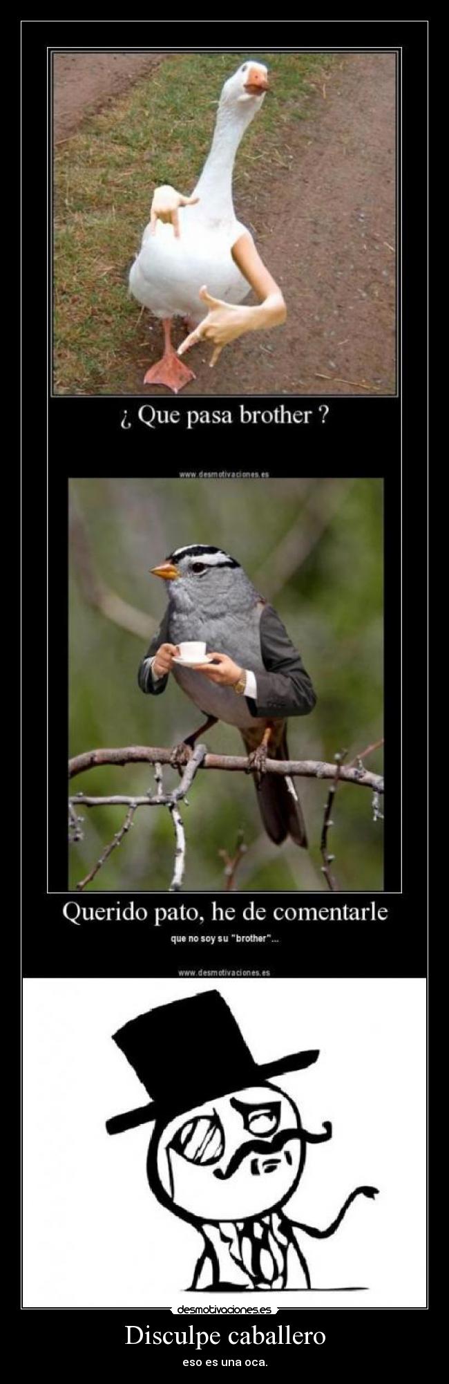 Disculpe caballero - 