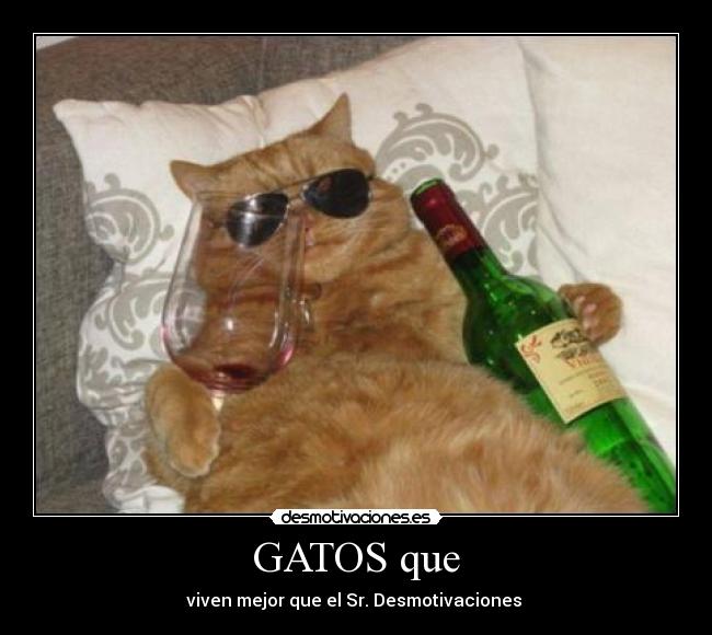 GATOS que -