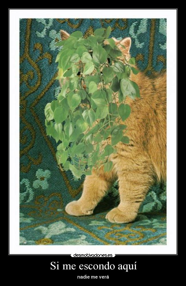 Si me escondo aquí -