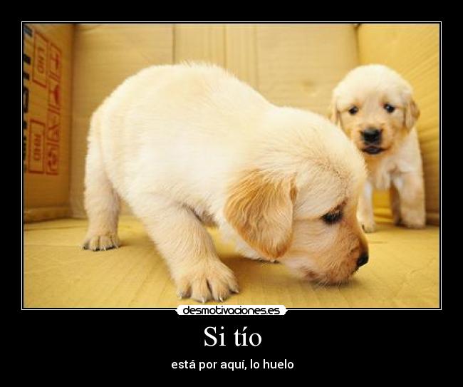 Si tío -