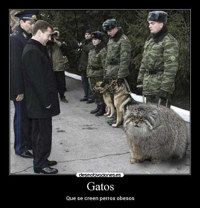 Gatos -