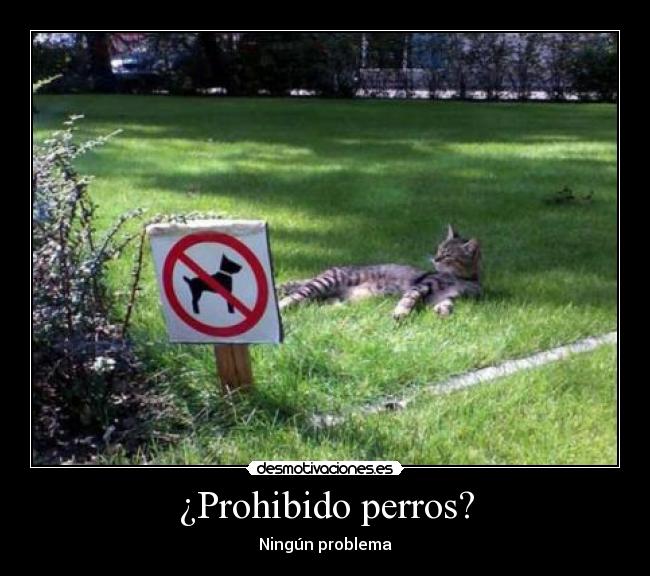 ¿Prohibido perros? -