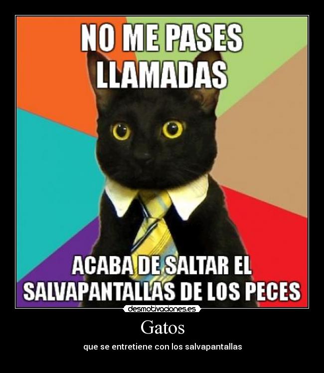 Gatos - 