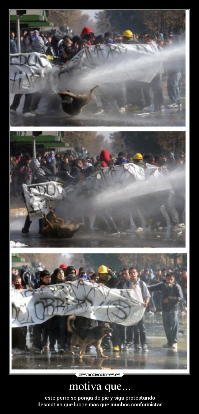 motiva que... - este perro se ponga de pie y siga protestando
desmotiva que luche mas que muchos conformistas