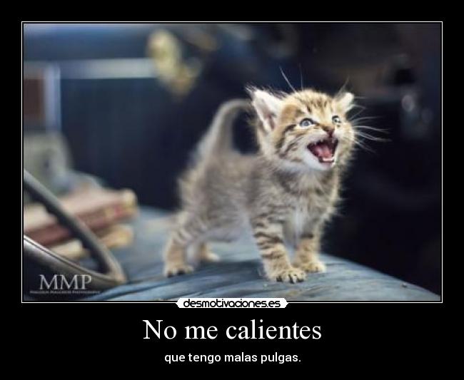No me calientes - que tengo malas pulgas.