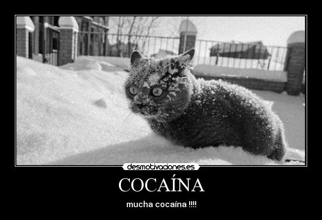 COCAÍNA - mucha cocaína !!!!