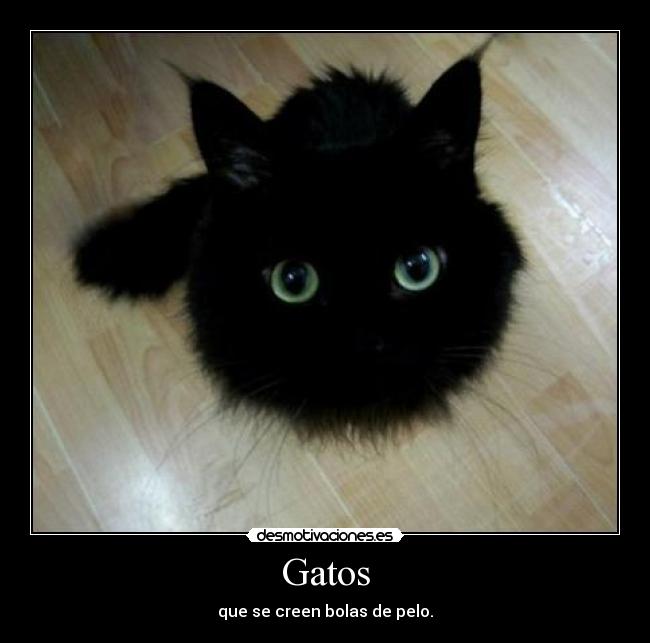 Gatos - que se creen bolas de pelo.