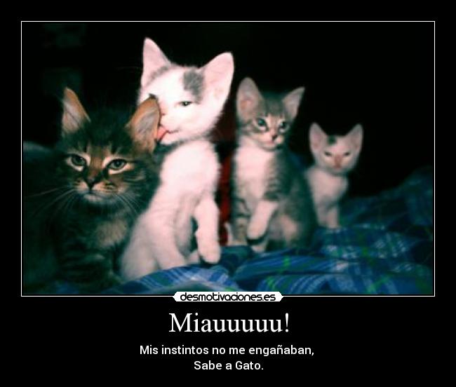 Miauuuuu! -