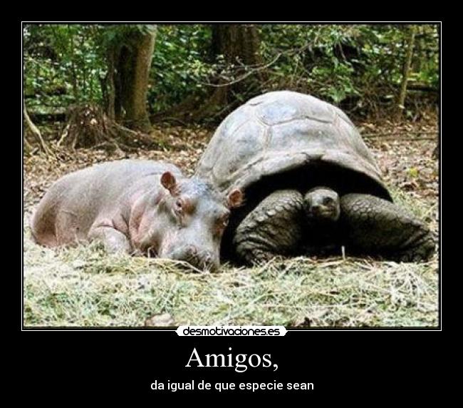 Amigos, - da igual de que especie sean