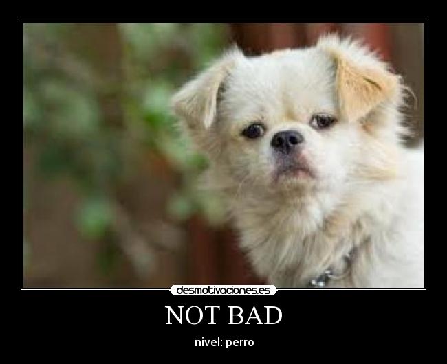 NOT BAD - nivel: perro