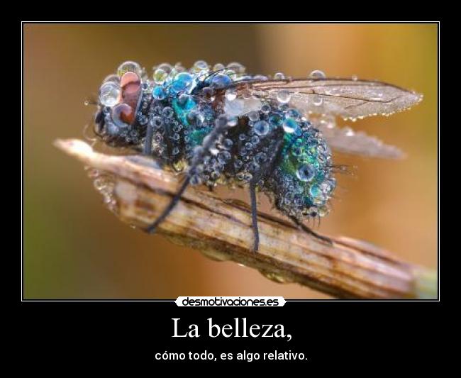 carteles belleza relativo desmotivaciones