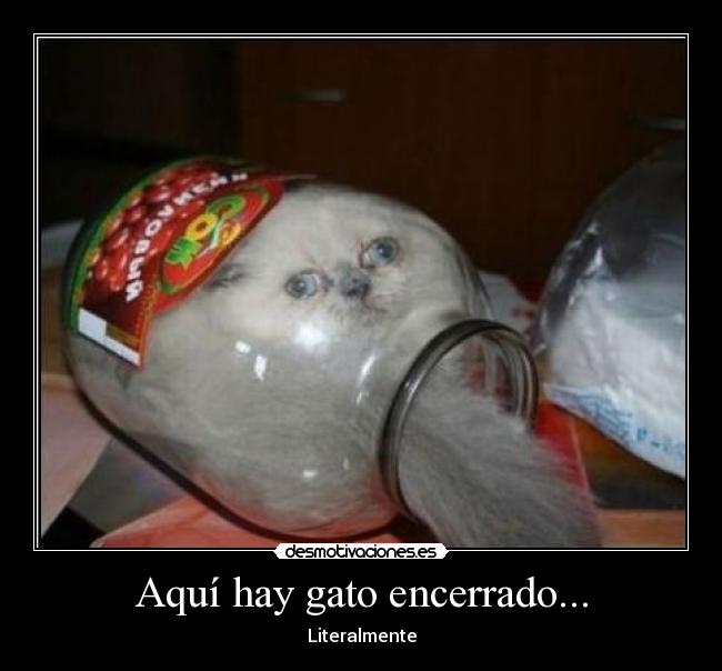Aquí hay gato encerrado... - Literalmente