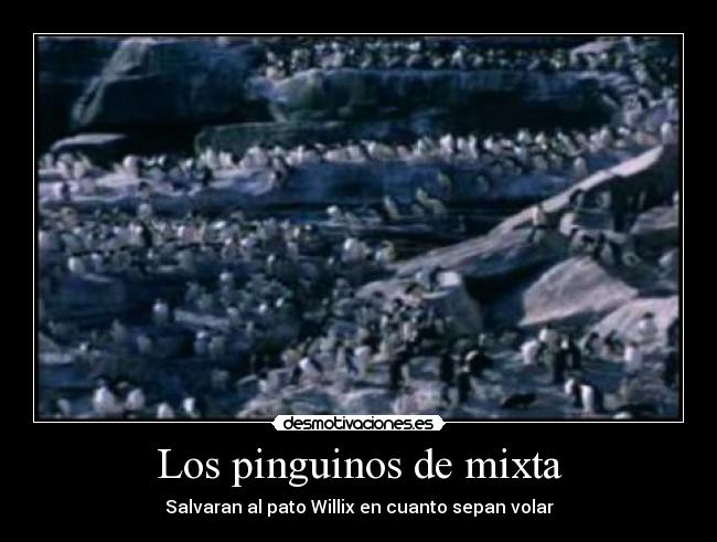 Los pinguinos de mixta - Salvaran al pato Willix en cuanto sepan volar