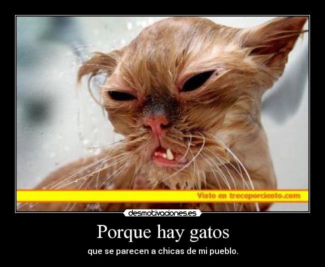 Porque hay gatos -