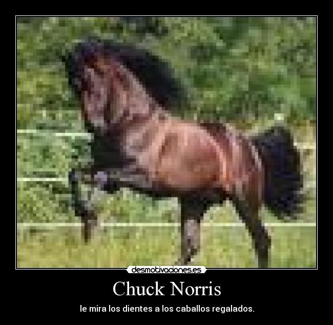 Chuck Norris - le mira los dientes a los caballos regalados.