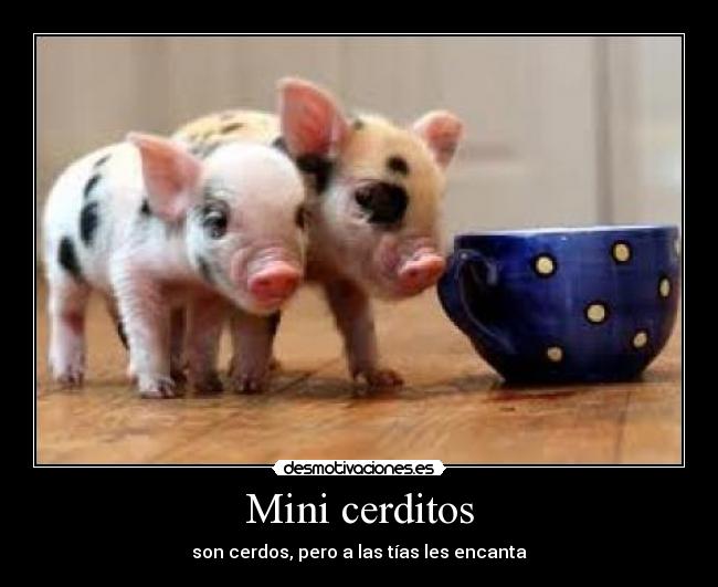 Mini cerditos - son cerdos, pero a las tías les encanta