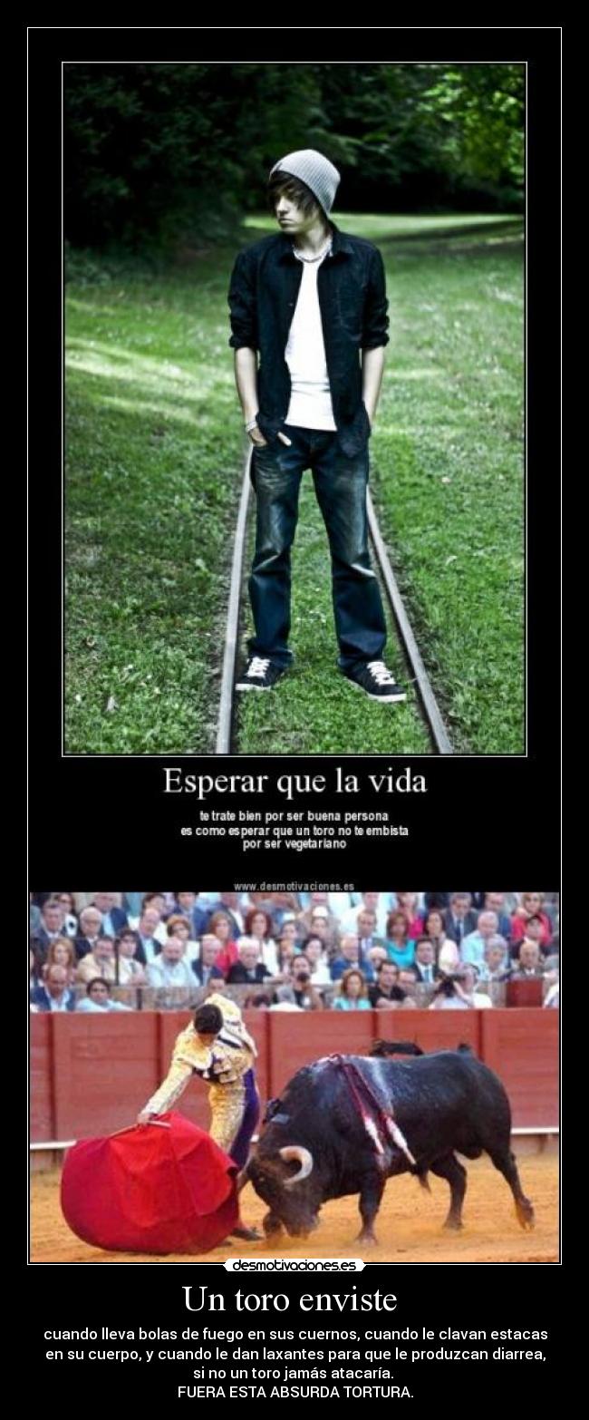 Un toro enviste - cuando lleva bolas de fuego en sus cuernos, cuando le clavan estacas
en su cuerpo, y cuando le dan laxantes para que le produzcan diarrea,
si no un toro jamás atacaría.
FUERA ESTA ABSURDA TORTURA.