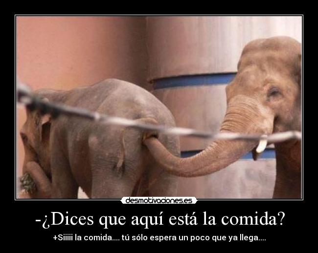 carteles comida elefante desmotivaciones