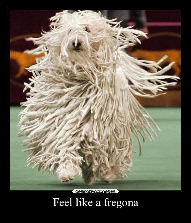 Feel like a fregona -