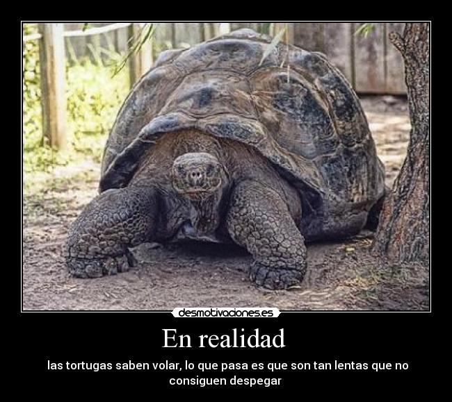 En realidad - las tortugas saben volar, lo que pasa es que son tan lentas que no
consiguen despegar