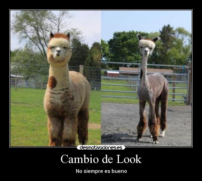 Cambio de Look -