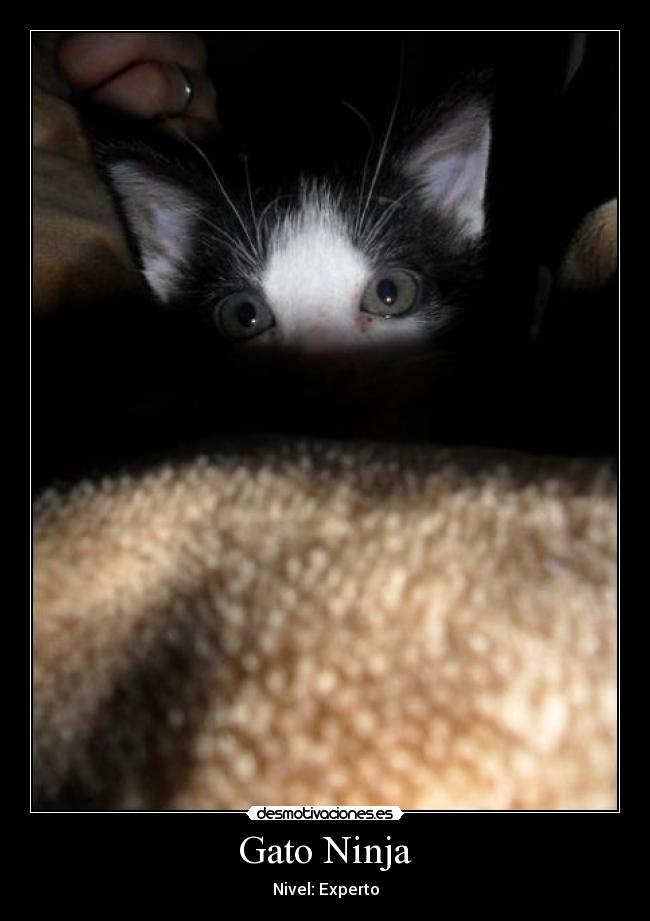 Gato Ninja - Nivel: Experto