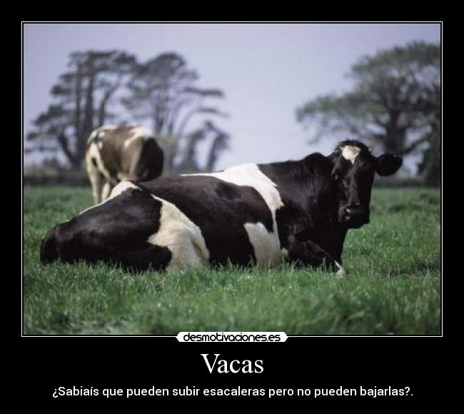 Vacas - ¿Sabiaís que pueden subir esacaleras pero no pueden bajarlas?.