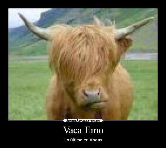 Vaca Emo - Lo último en Vacas