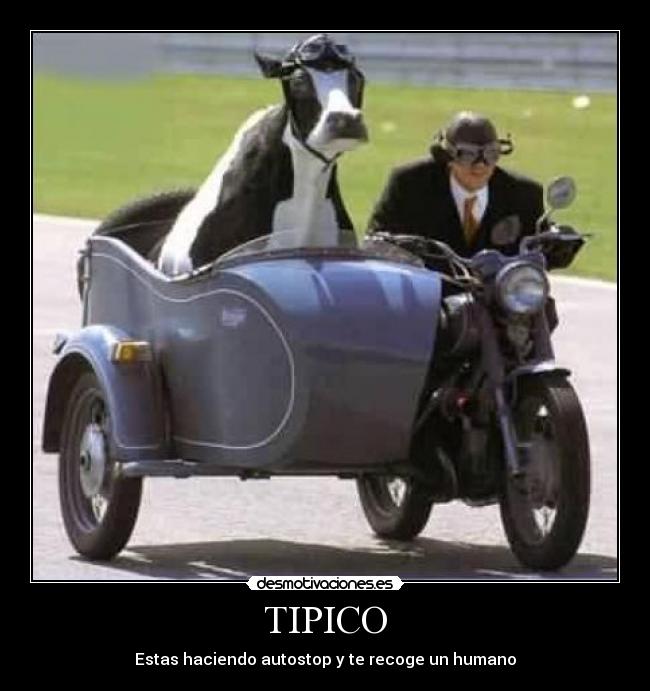 TIPICO - 