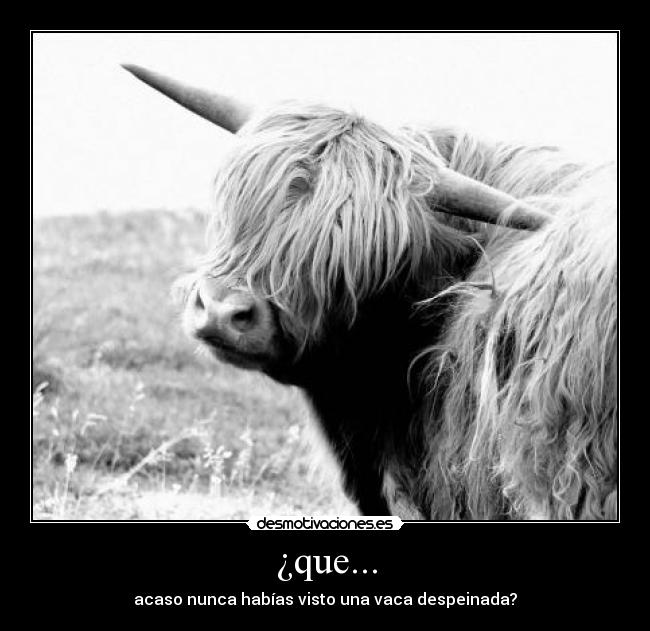 ¿que... - acaso nunca habías visto una vaca despeinada?