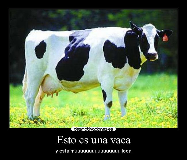 Esto es una vaca - 