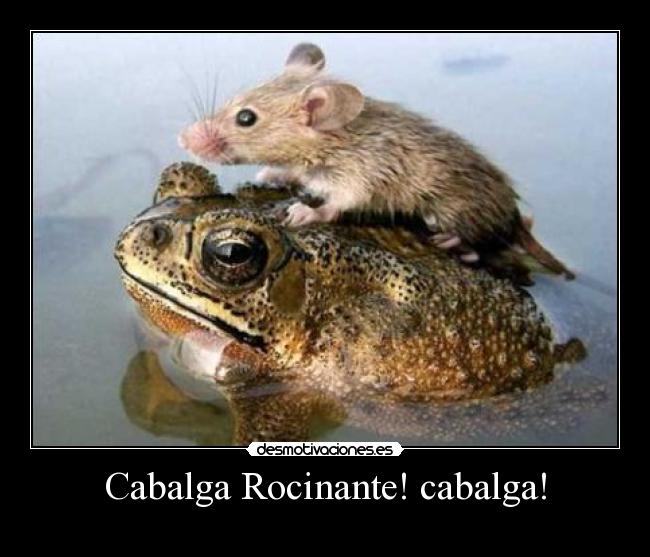 carteles cabalga rocinante rana raton desmotivaciones