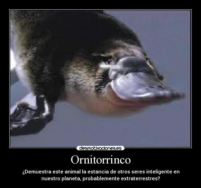 Ornitorrinco - ¿Demuestra este animal la estancia de otros seres inteligente en
nuestro planeta, probablemente extraterrestres?