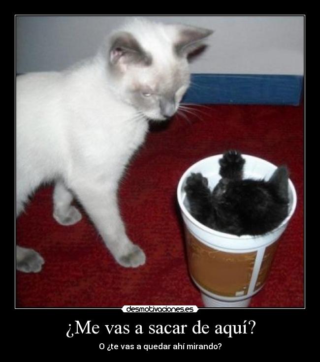 ¿Me vas a sacar de aquí? -