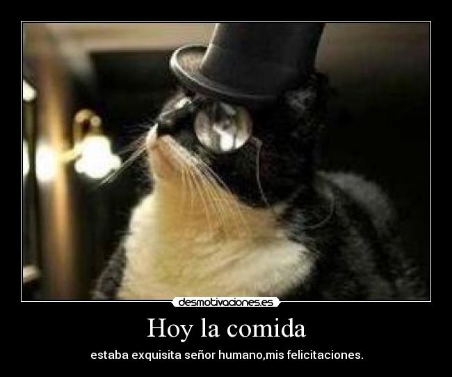 carteles comida gato desmotivaciones